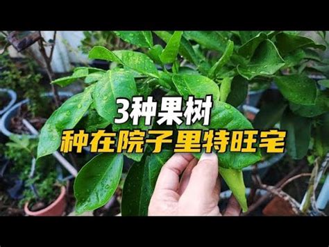 北部適合種的水果|108種台灣北部平地適合種植的果樹の目錄圖鑑及栽培。